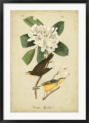 Framed Audubon Canada Flycatcher Print