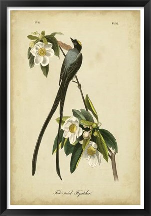 Framed Audubon Fork-tailed Flycatcher Print