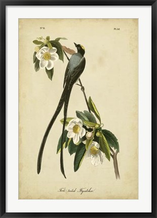 Framed Audubon Fork-tailed Flycatcher Print