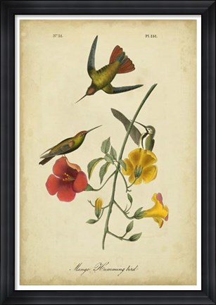 Framed Audubon Mango Hummingbird Print