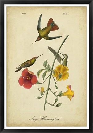 Framed Audubon Mango Hummingbird Print