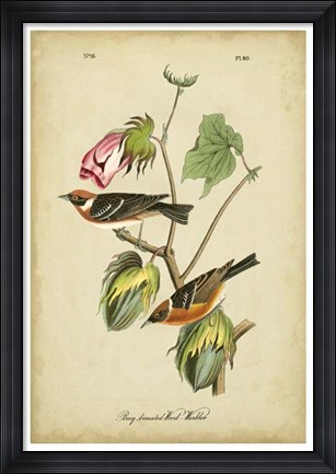 Framed Audubon Bay Breasted Warbler Print