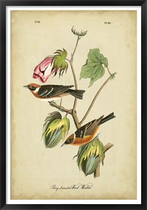 Framed Audubon Bay Breasted Warbler Print