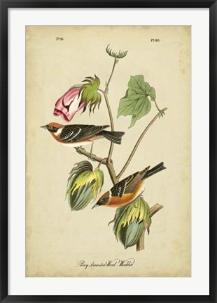 Framed Audubon Bay Breasted Warbler Print