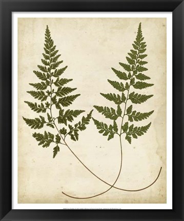 Framed Fern Portfolio I Print