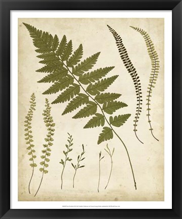 Framed Fern Portfolio II Print