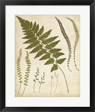 Framed Fern Portfolio II Print