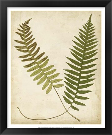 Framed Fern Portfolio III Print