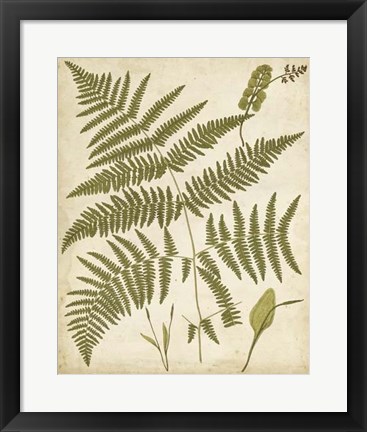 Framed Fern Portfolio IV Print