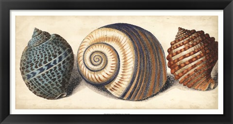 Framed Shell Trio I Print