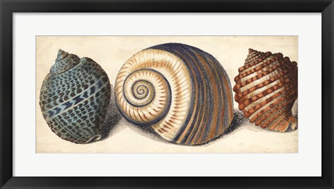 Framed Shell Trio I Print