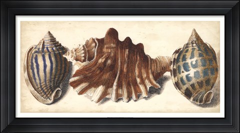 Framed Shell Trio II Print