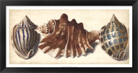 Framed Shell Trio II Print