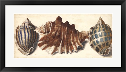 Framed Shell Trio II Print