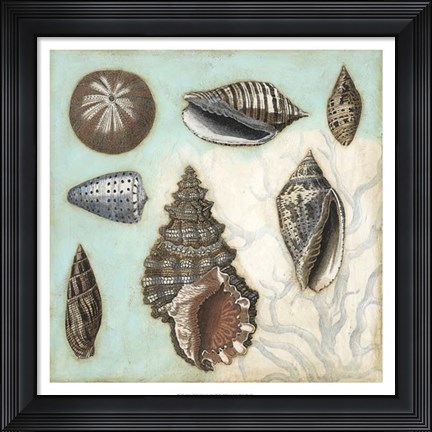 Framed Antique Shell Collage I Print