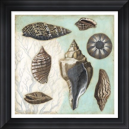 Framed Antique Shell Collage II Print