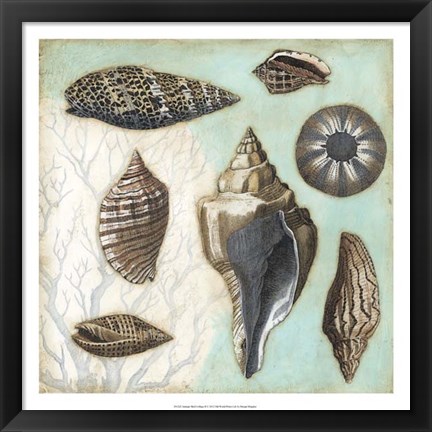 Framed Antique Shell Collage II Print