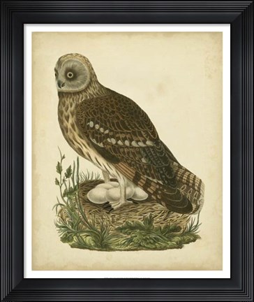 Framed Antique Nozeman Owl I Print