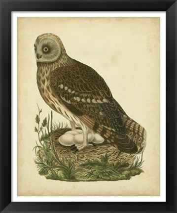 Framed Antique Nozeman Owl I Print