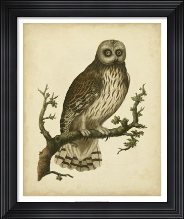 Framed Antique Nozeman Owl II Print