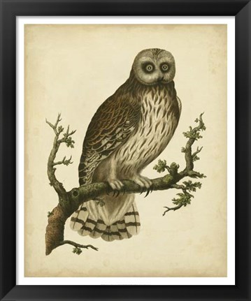Framed Antique Nozeman Owl II Print