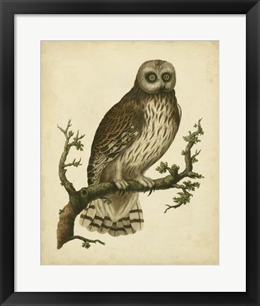 Framed Antique Nozeman Owl II Print