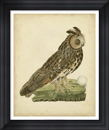 Framed Antique Nozeman Owl III Print