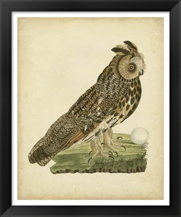 Framed Antique Nozeman Owl III Print