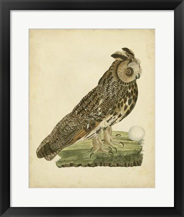 Framed Antique Nozeman Owl III Print