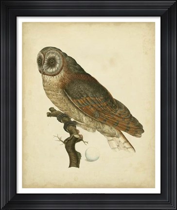 Framed Antique Nozeman Owl IV Print