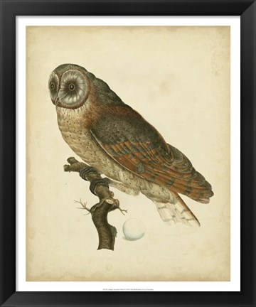 Framed Antique Nozeman Owl IV Print