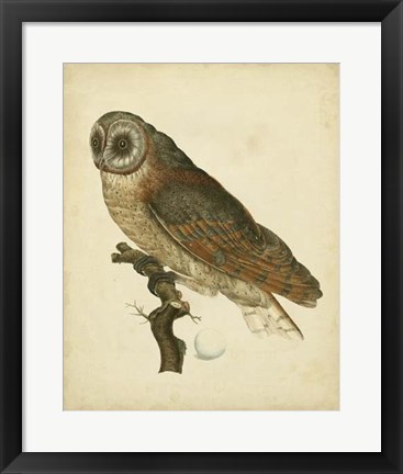 Framed Antique Nozeman Owl IV Print