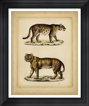 Framed Studies in Natural History I Print