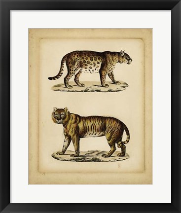 Framed Studies in Natural History I Print