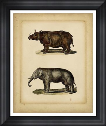 Framed Studies in Natural History III Print
