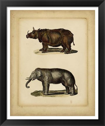 Framed Studies in Natural History III Print