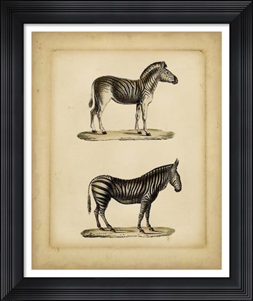 Framed Studies in Natural History IV Print