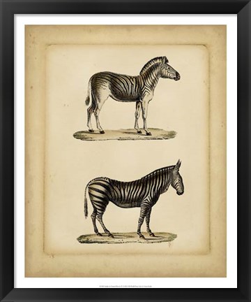 Framed Studies in Natural History IV Print