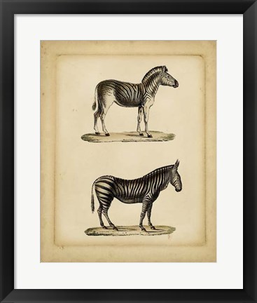 Framed Studies in Natural History IV Print