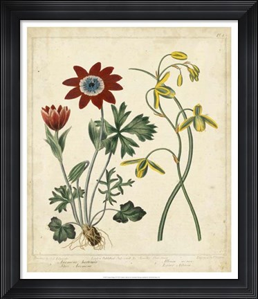 Framed Garden Display II Print