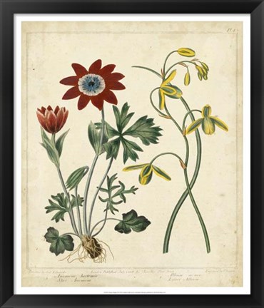 Framed Garden Display II Print