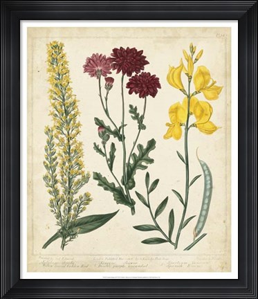 Framed Garden Display III Print