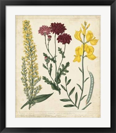 Framed Garden Display III Print