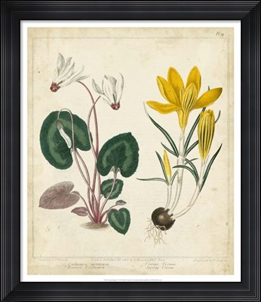 Framed Garden Display IV Print