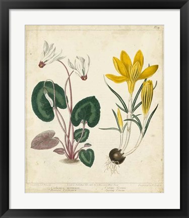 Framed Garden Display IV Print