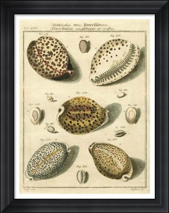 Framed Porcellaine Shells I Print