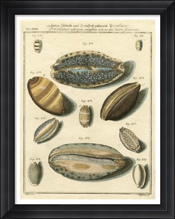 Framed Porcellaine Shells II Print
