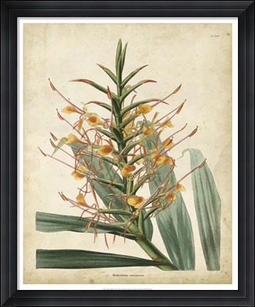 Framed Tropical Delight I Print