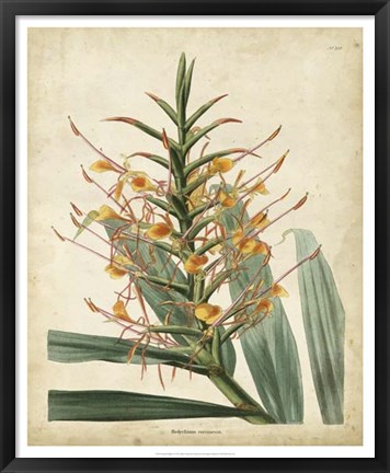 Framed Tropical Delight I Print