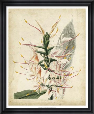 Framed Tropical Delight II Print